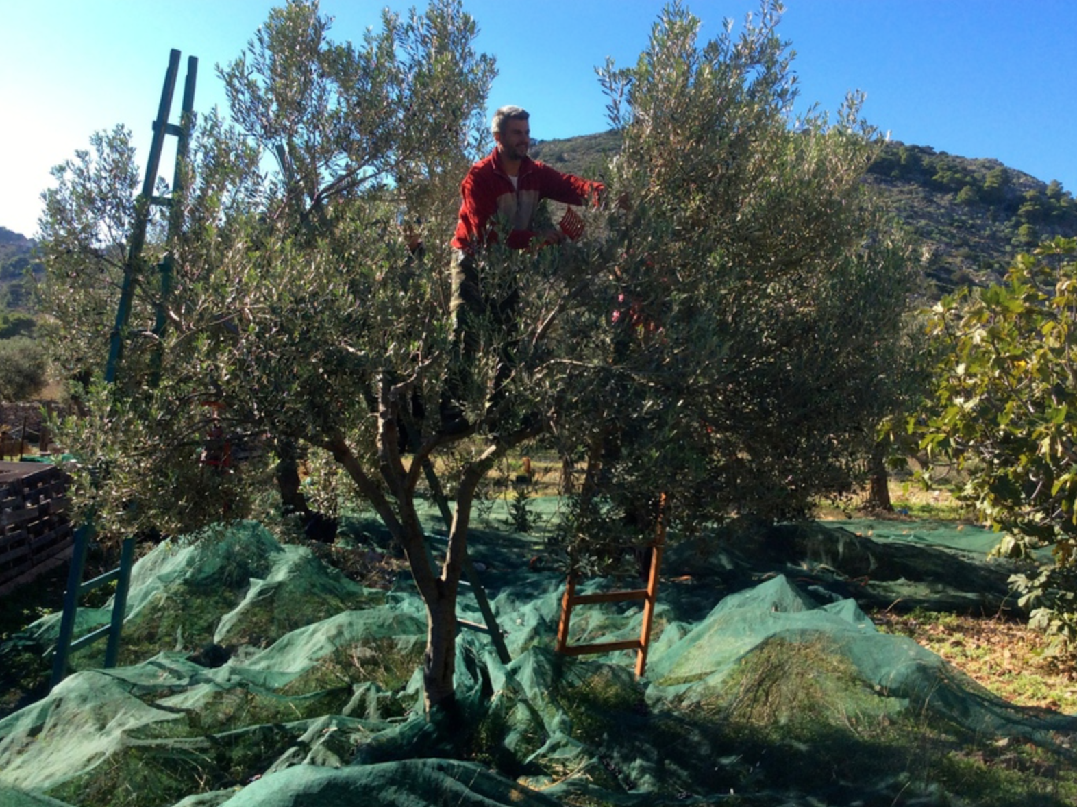 Olive harvest and production at Palamida on Hydra Island Greece.