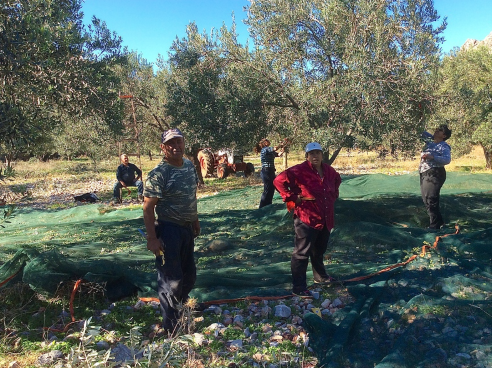 Olive harvest and production at Palamida on Hydra Island Greece.