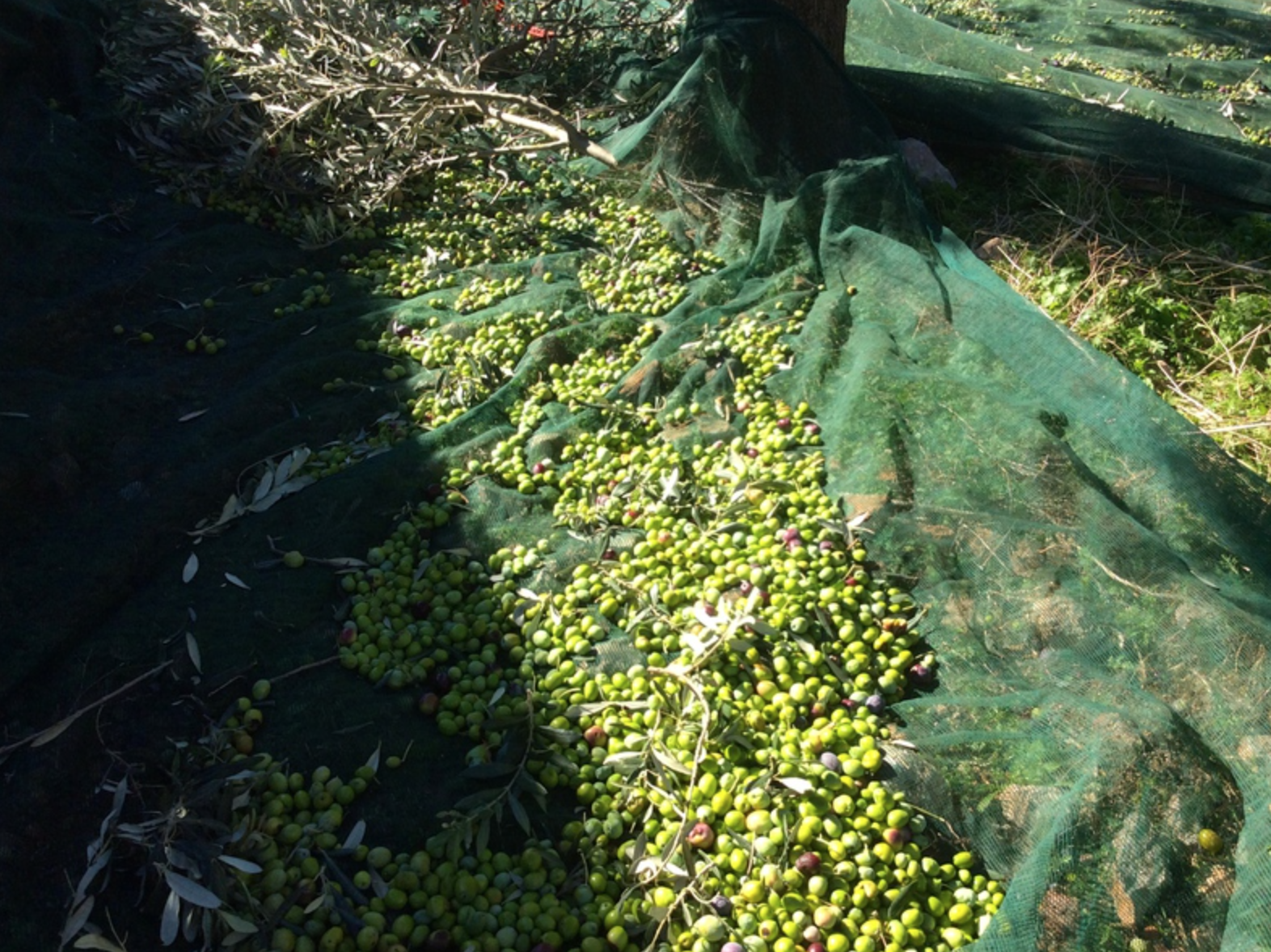 Olive harvest and production at Palamida on Hydra Island Greece.