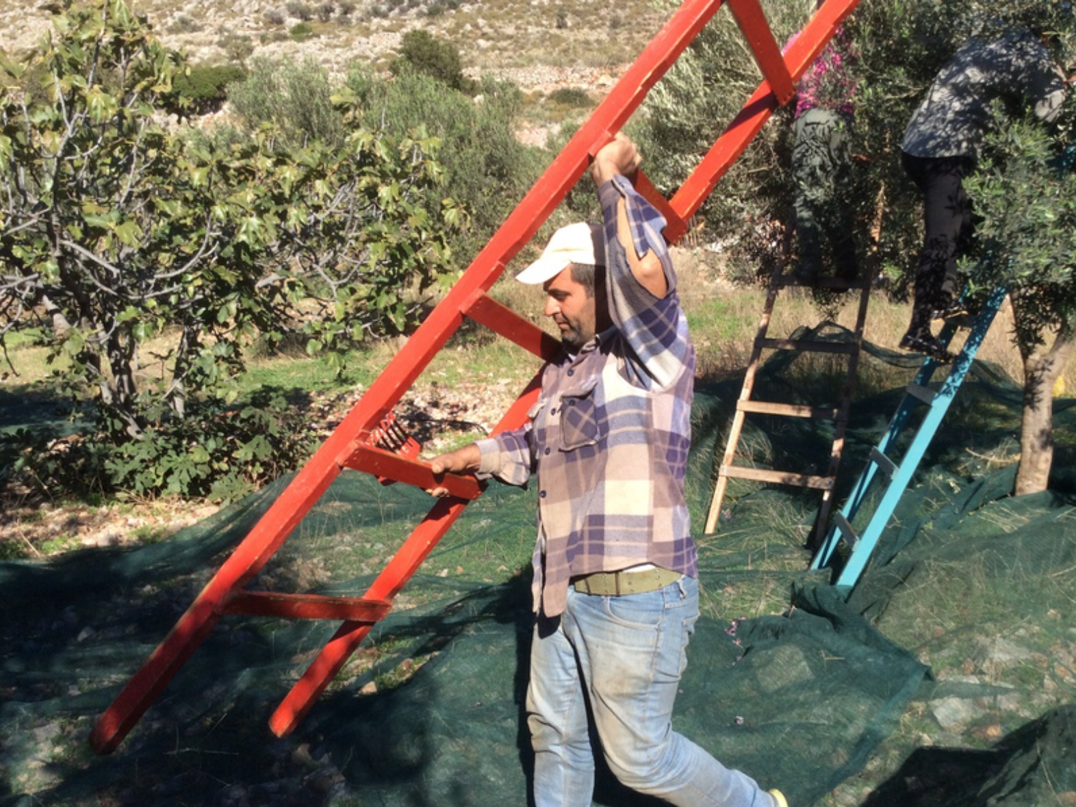 Olive harvest and production at Palamida on Hydra Island Greece.