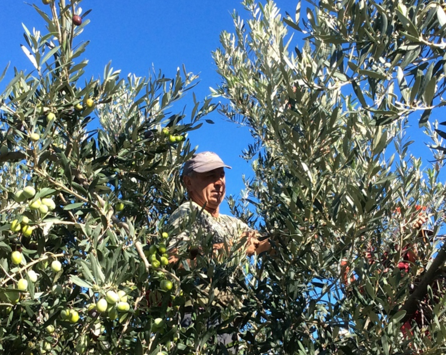 Olive harvest and production at Palamida on Hydra Island Greece.