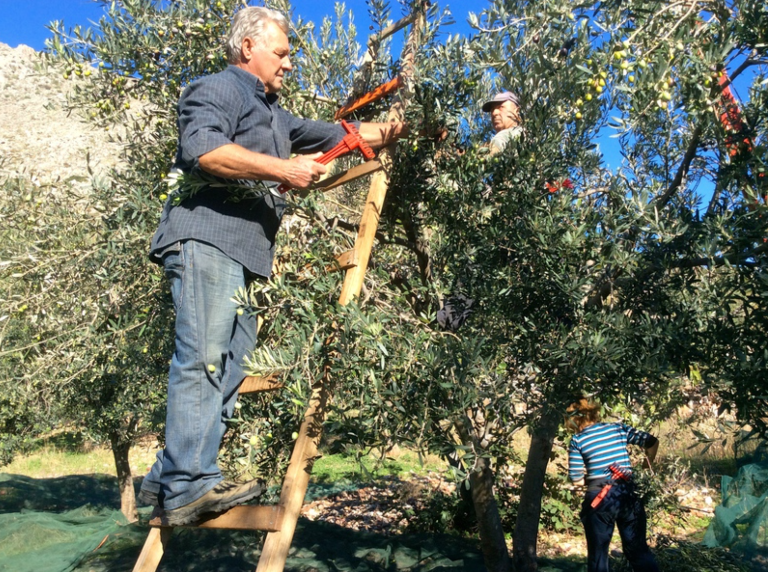 Olive harvest and production at Palamida on Hydra Island Greece.