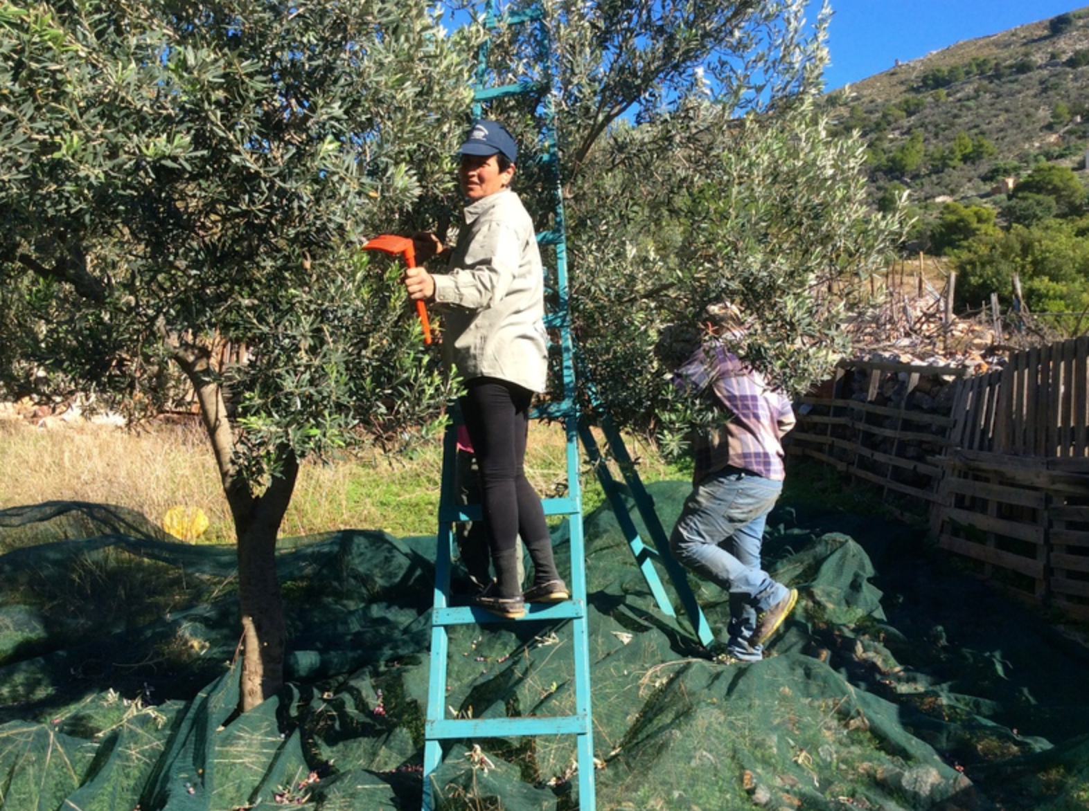 Olive harvest and production at Palamida on Hydra Island Greece.