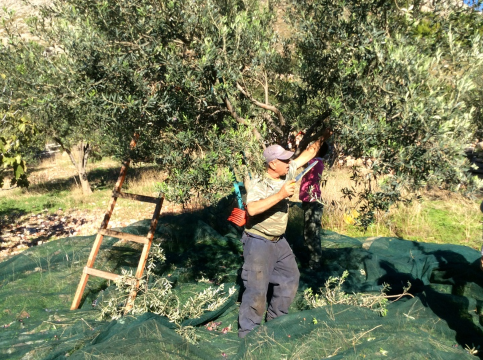 Olive harvest and production at Palamida on Hydra Island Greece.