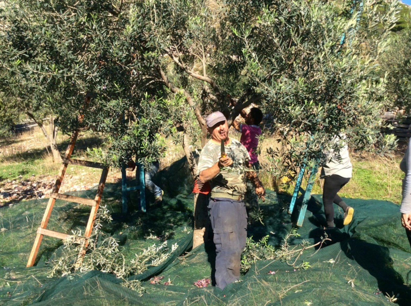Olive harvest and production at Palamida on Hydra Island Greece.