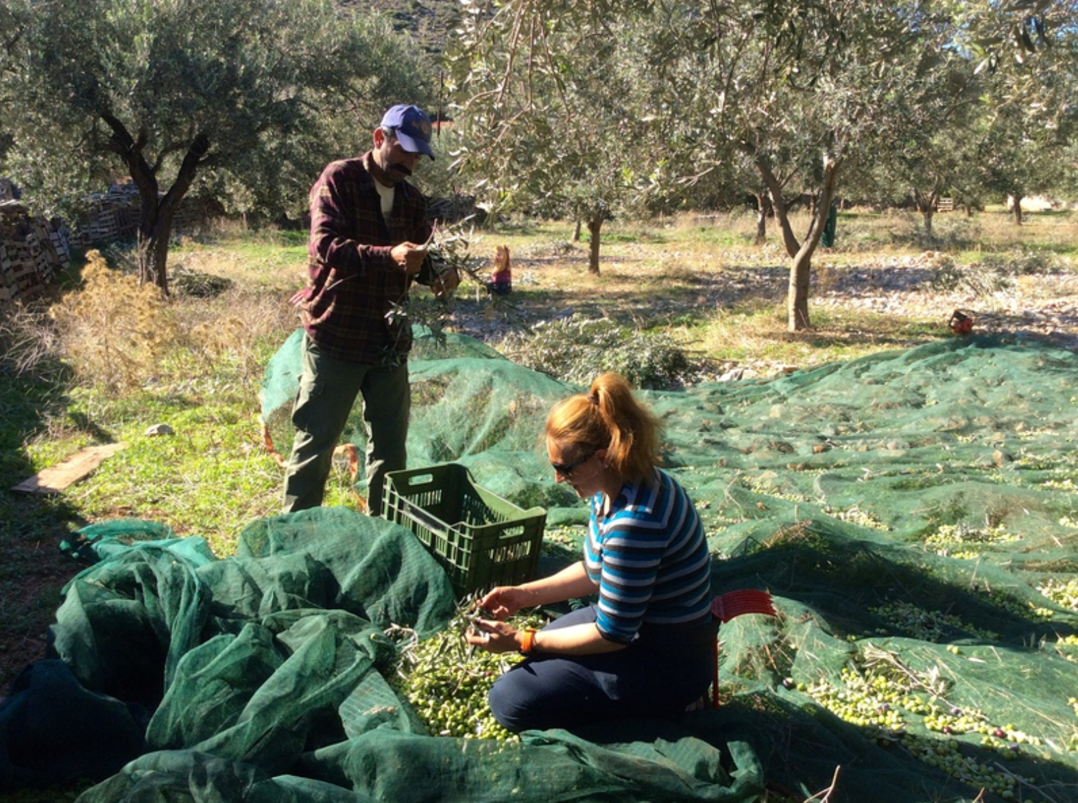 Olive harvest and production at Palamida on Hydra Island Greece.