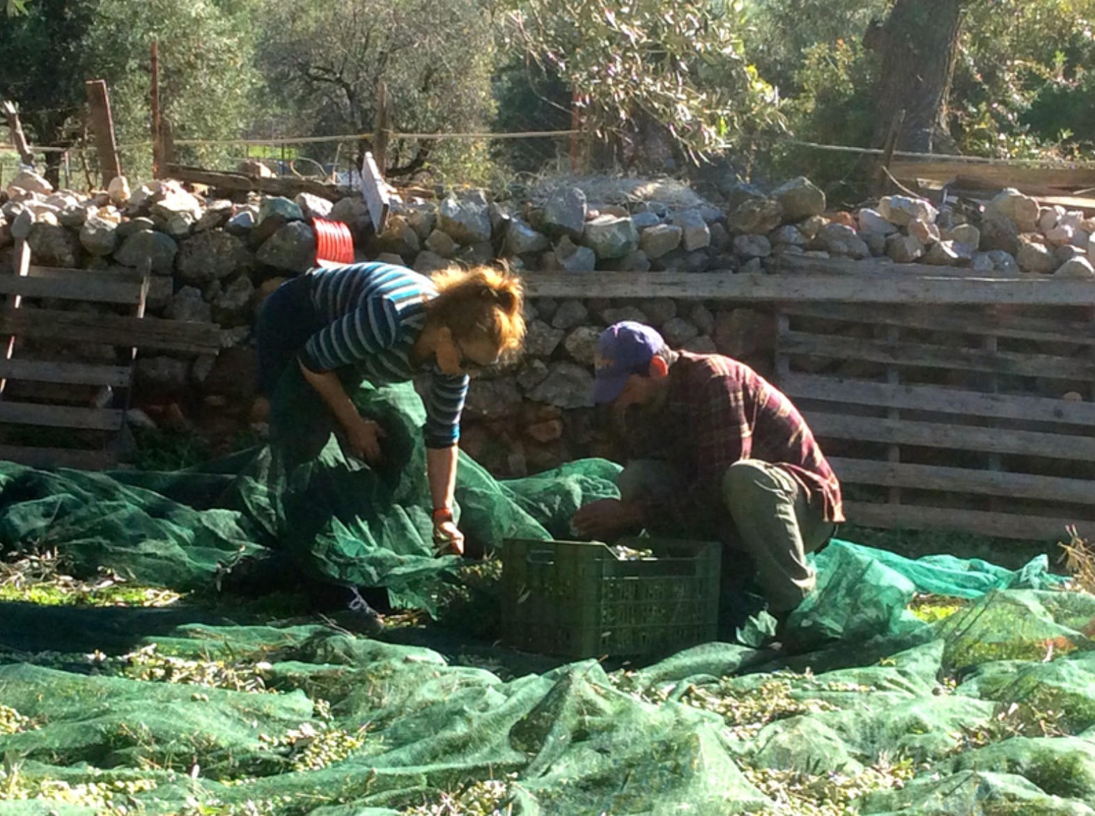 Olive harvest and production at Palamida on Hydra Island Greece.