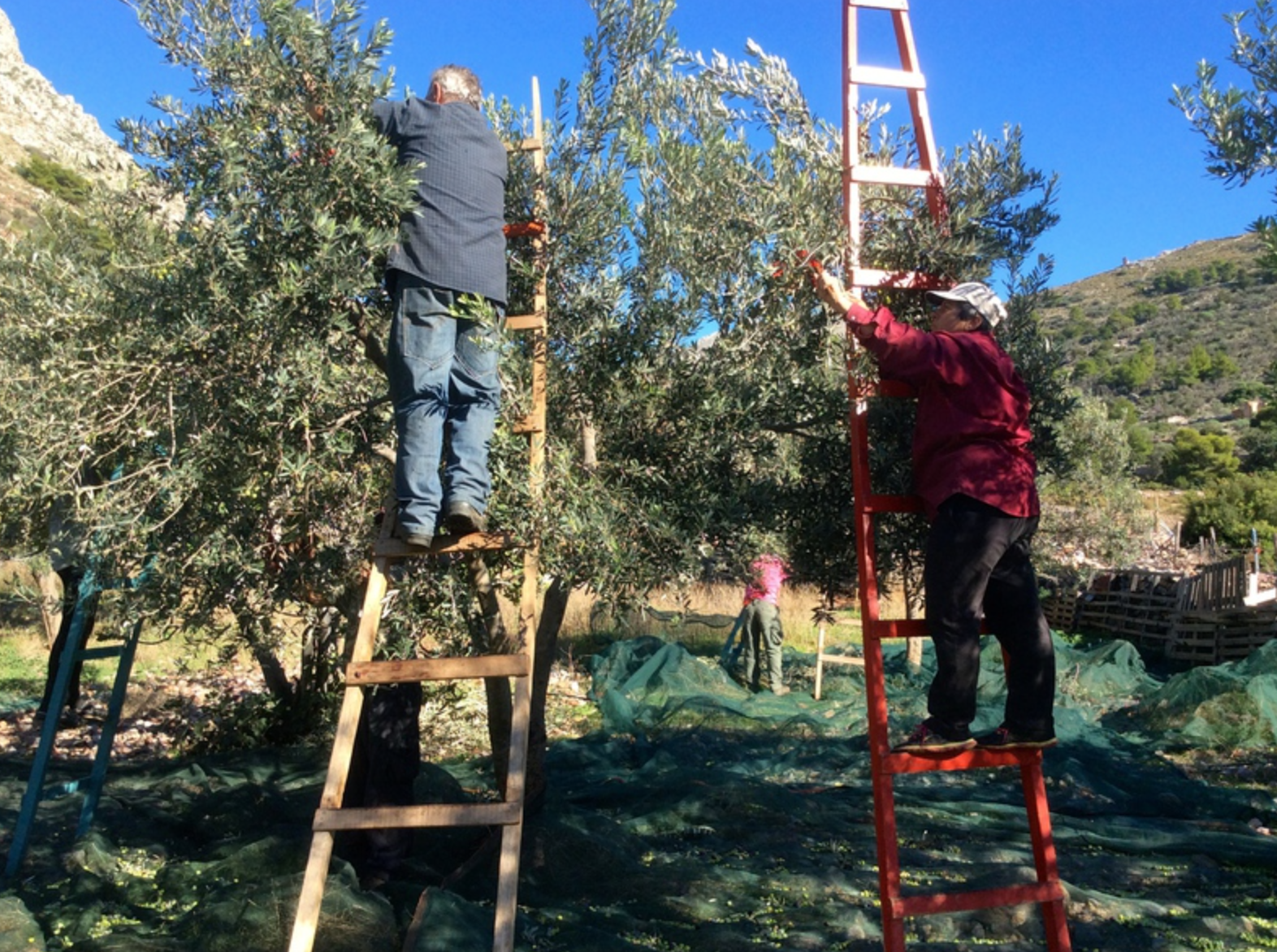 Olive harvesting on Hydra Island Greece.