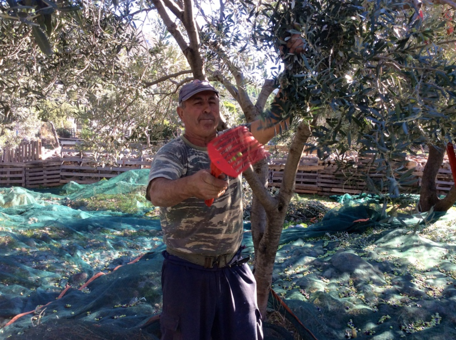 Olive harvest and production at Palamida on Hydra Island Greece.
