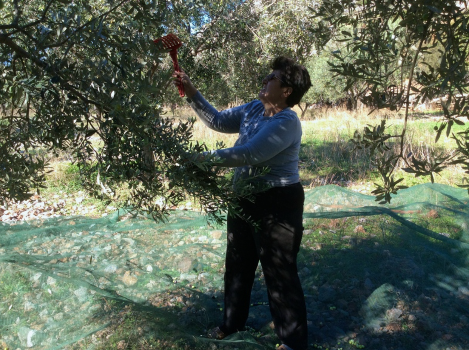 Olive harvest and production at Palamida on Hydra Island Greece.