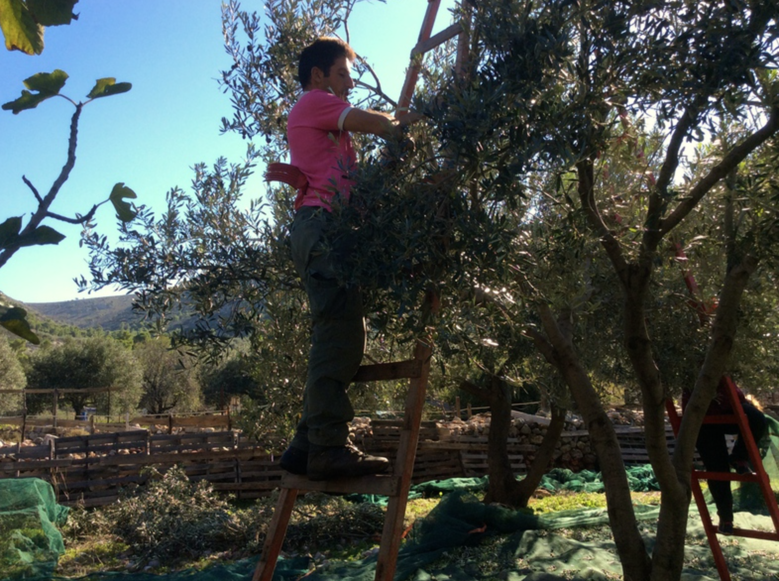Olive harvest and production at Palamida on Hydra Island Greece.