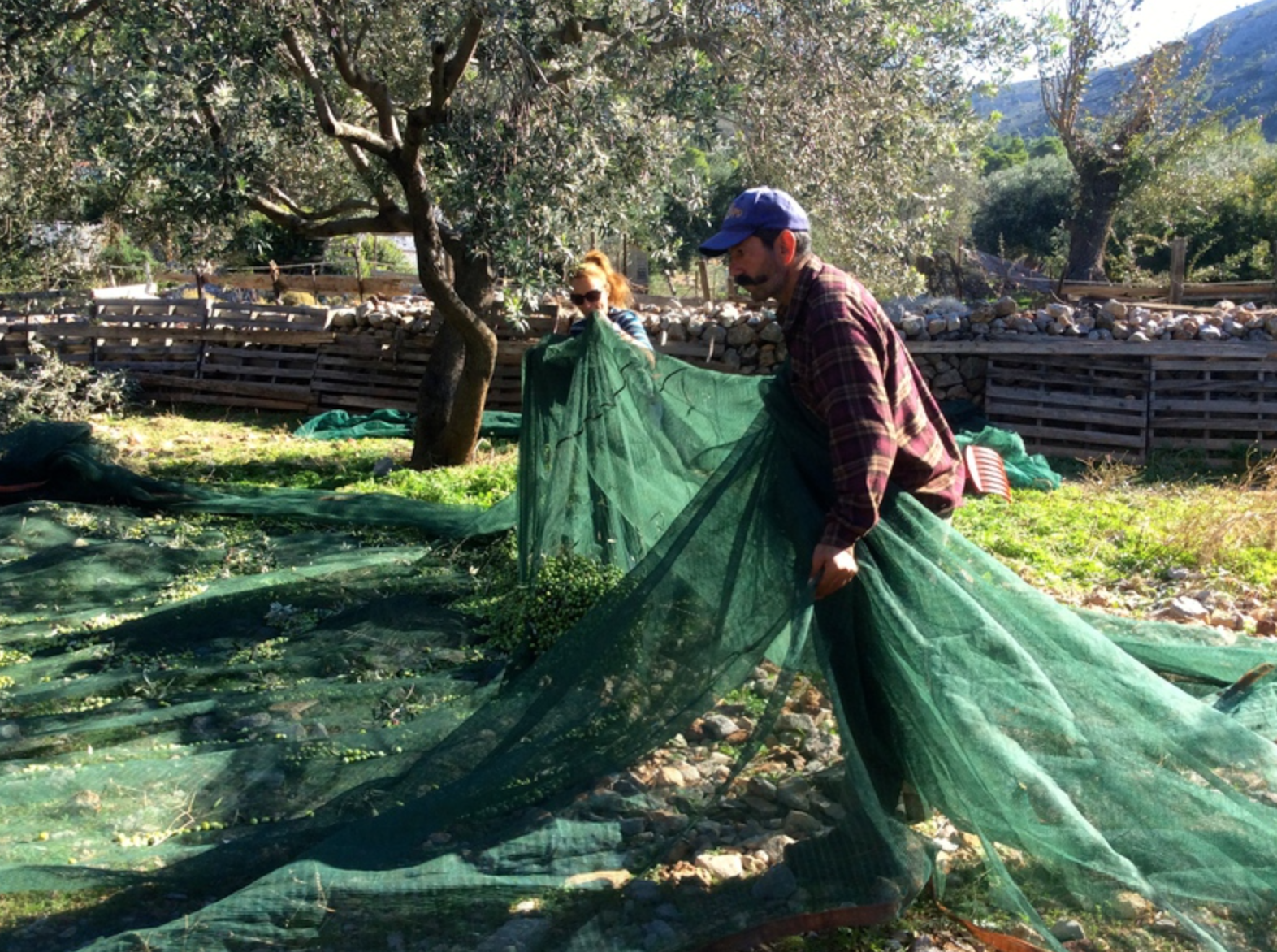 Olive harvest and production at Palamida on Hydra Island Greece.