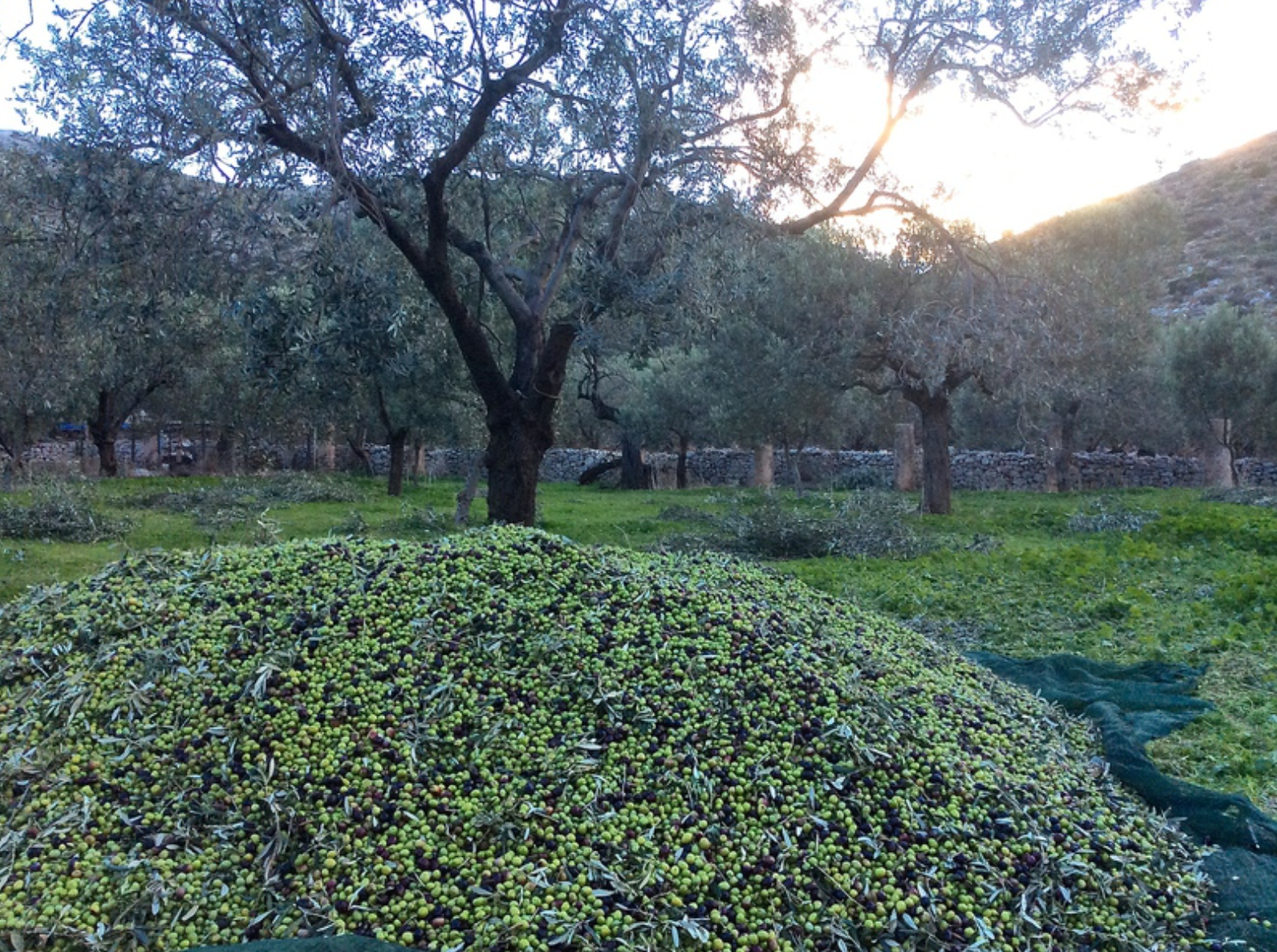 Olive harvest and production at Palamida on Hydra Island Greece.