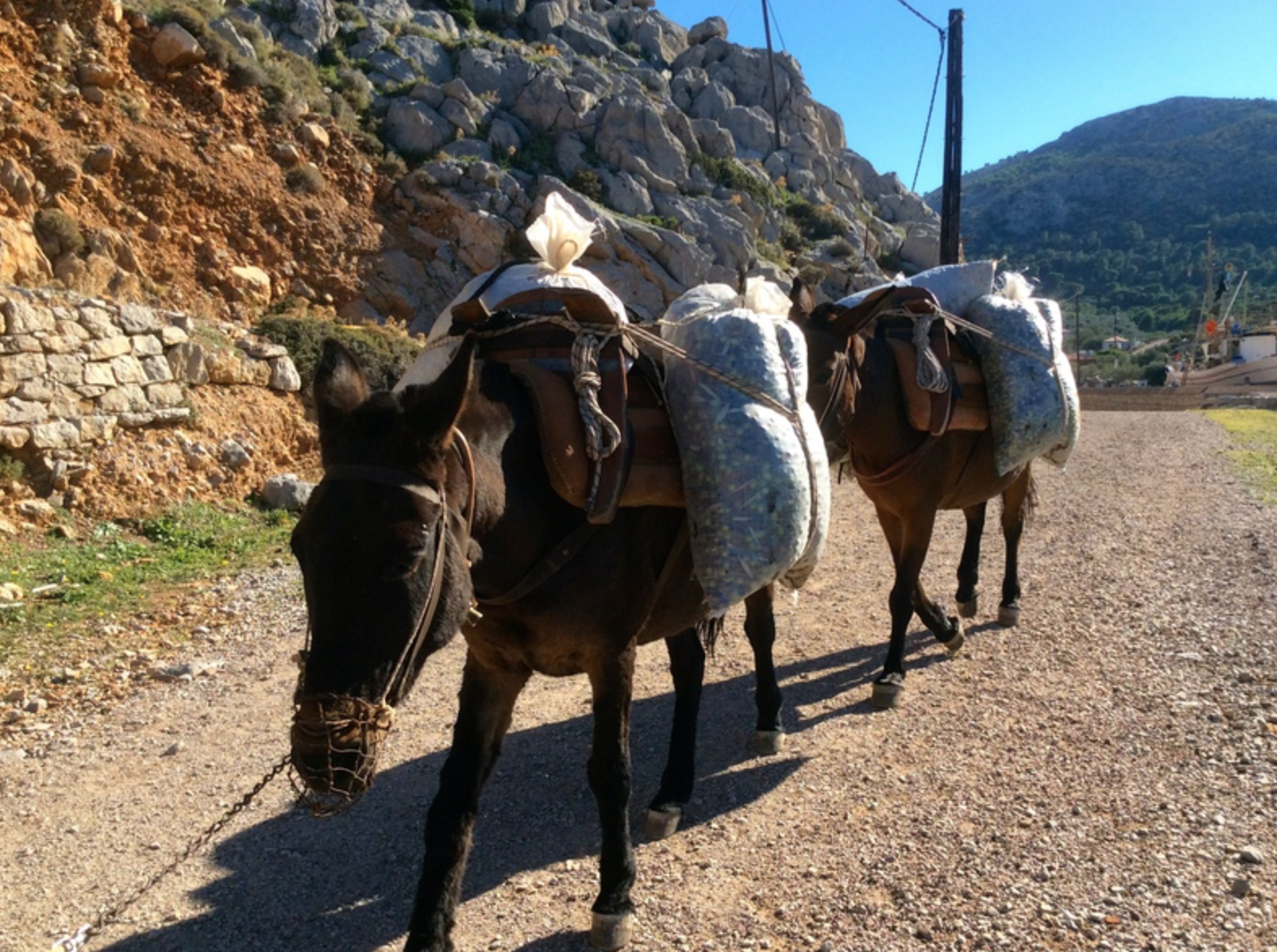Olive harvest and production at Palamida on Hydra Island Greece.
