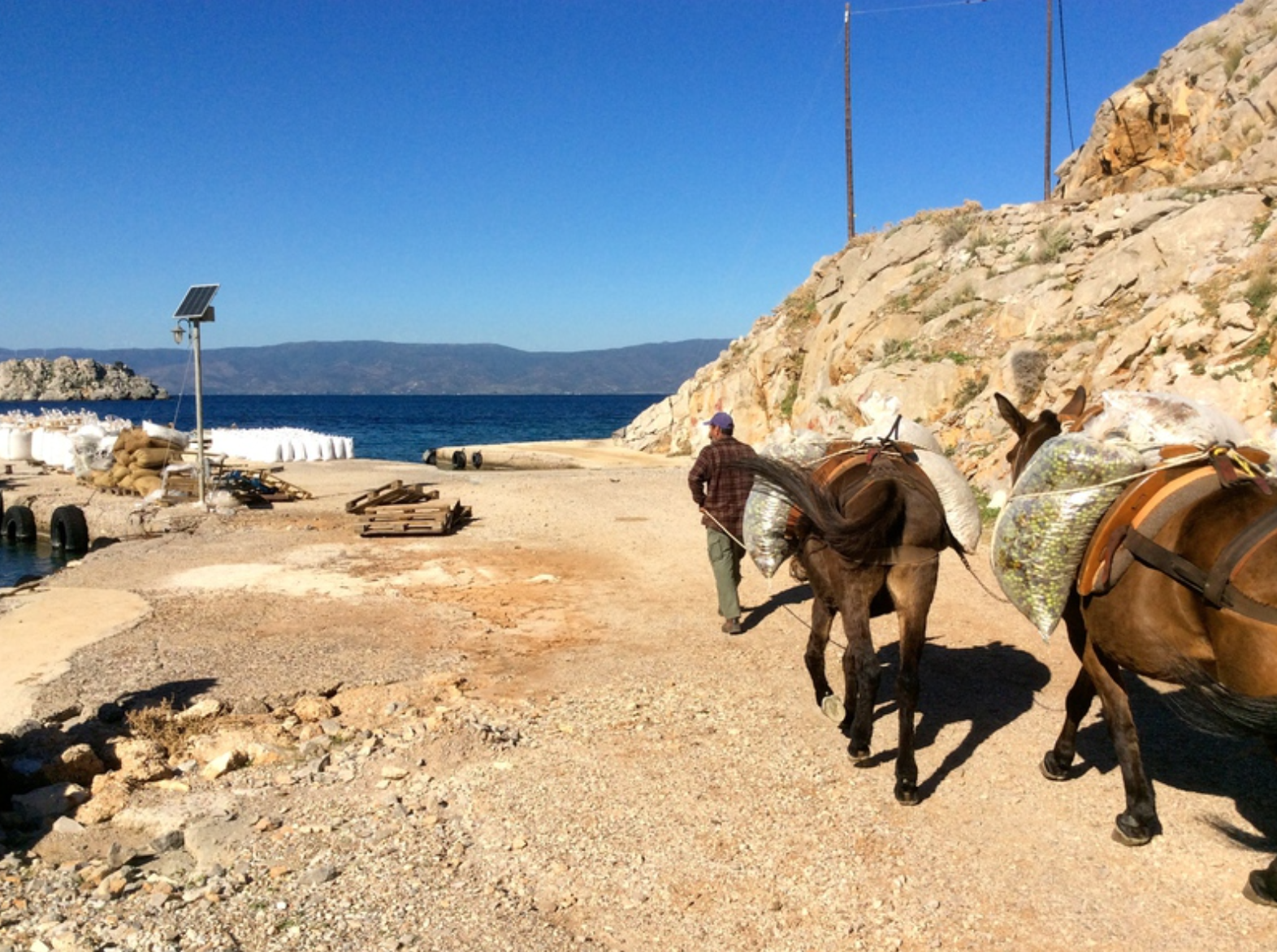 Olive harvest and production at Palamida on Hydra Island Greece.