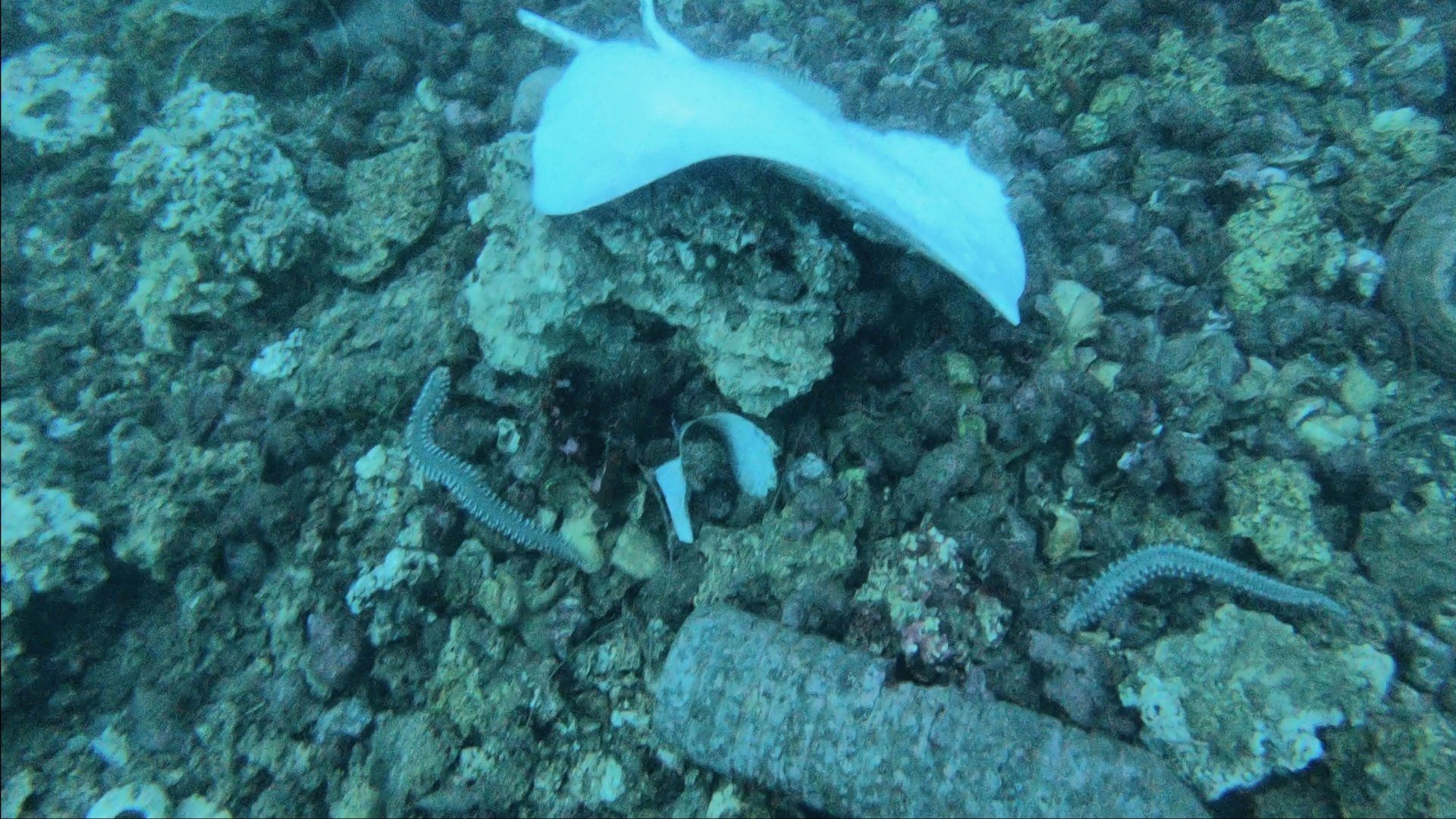 Oct 31 2020 Cleanup operation of seabed rubbish in Hydra Harbour on Hydra Island Greece.