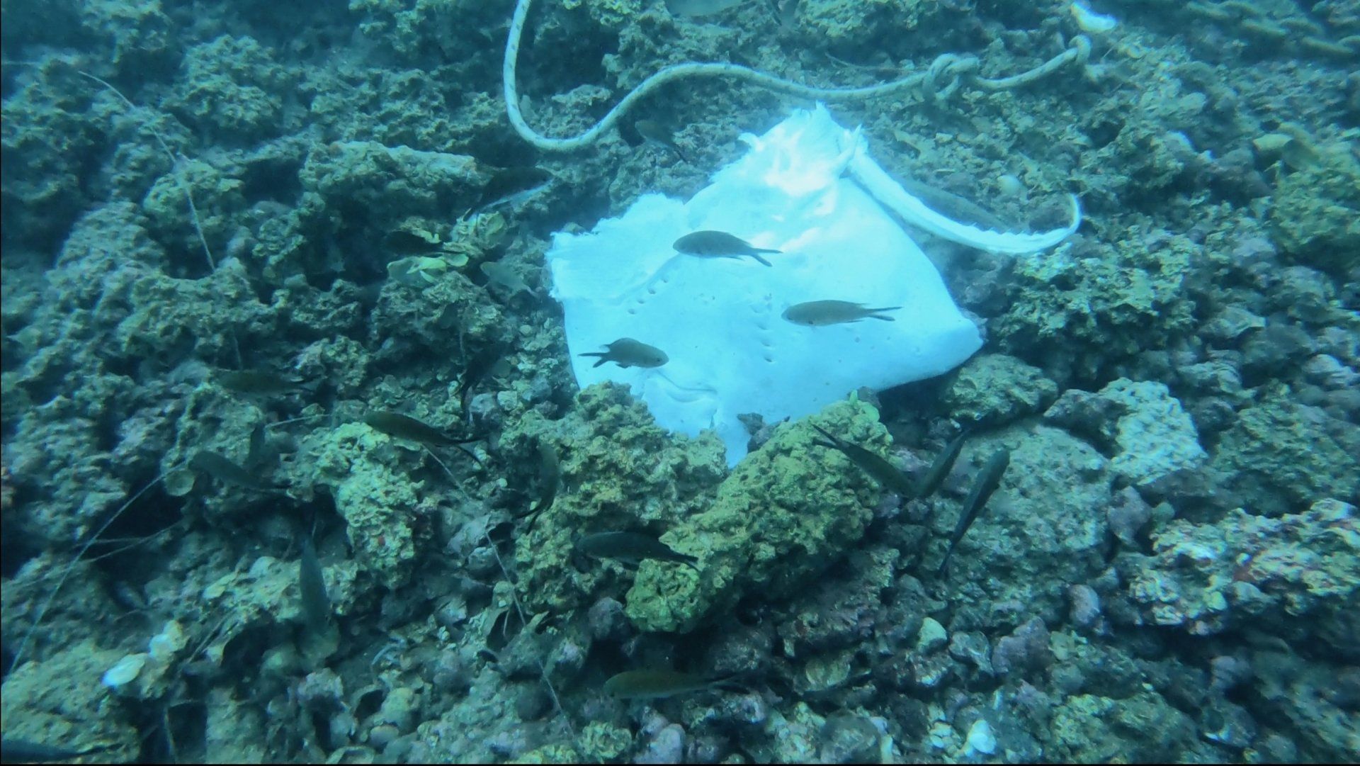 Oct 31 2020 Cleanup operation of seabed rubbish in Hydra Harbour on Hydra Island Greece.