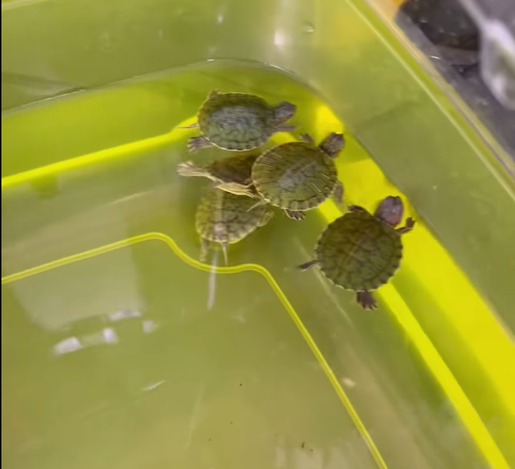 Lanaras Pet Area, pet shop on Hydra Island Greece