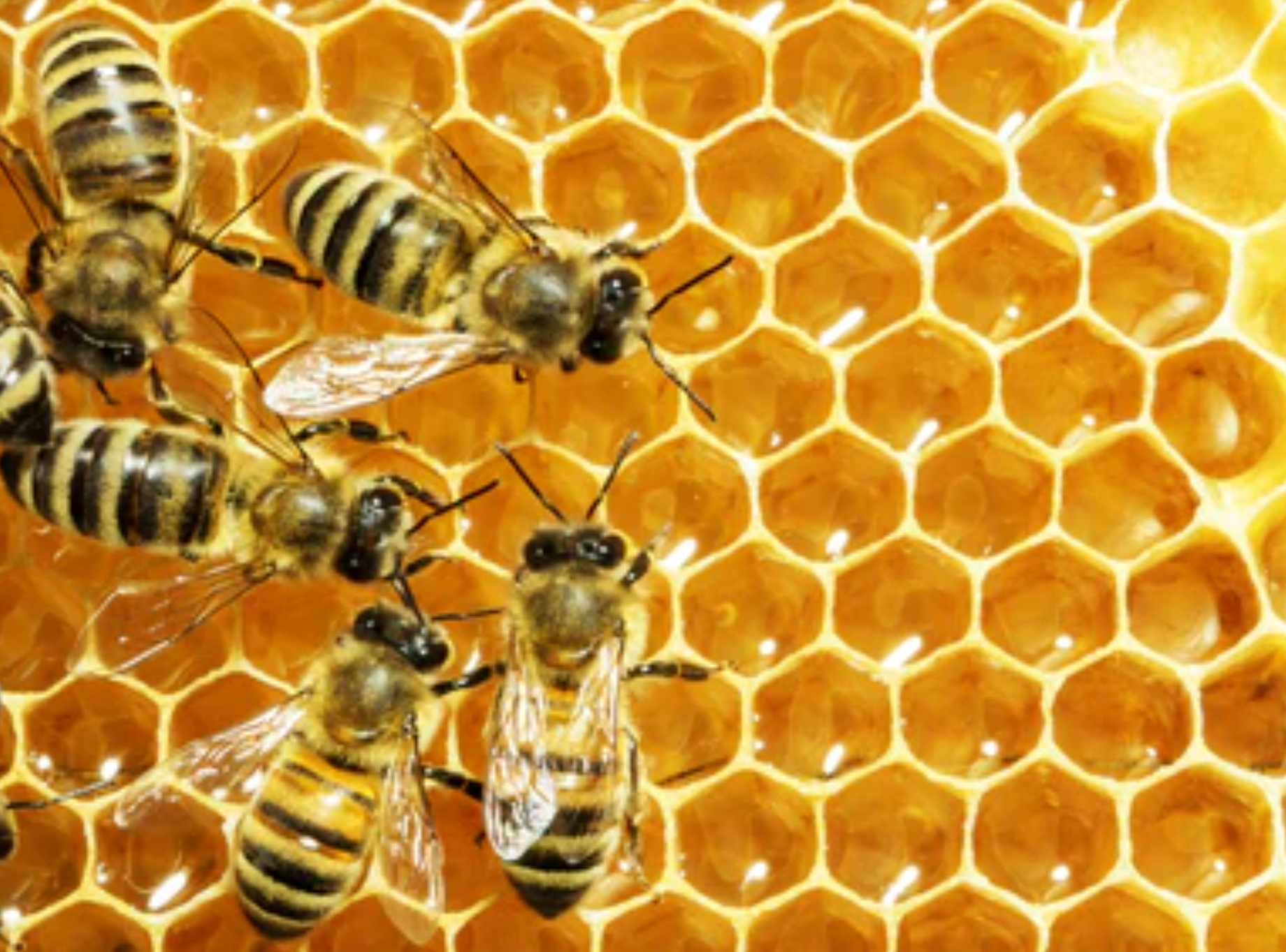 Contact details for Hydra's Bee Products on Hydra Island Greece listed on Hydradirect.com