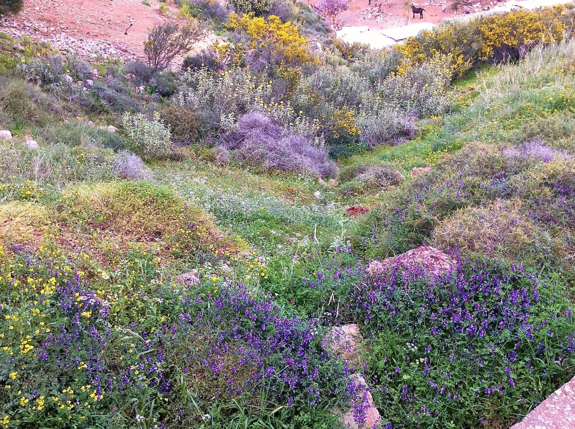 watch the colours change Winter Holidays on Hydra Island Greece, on HydraDirect