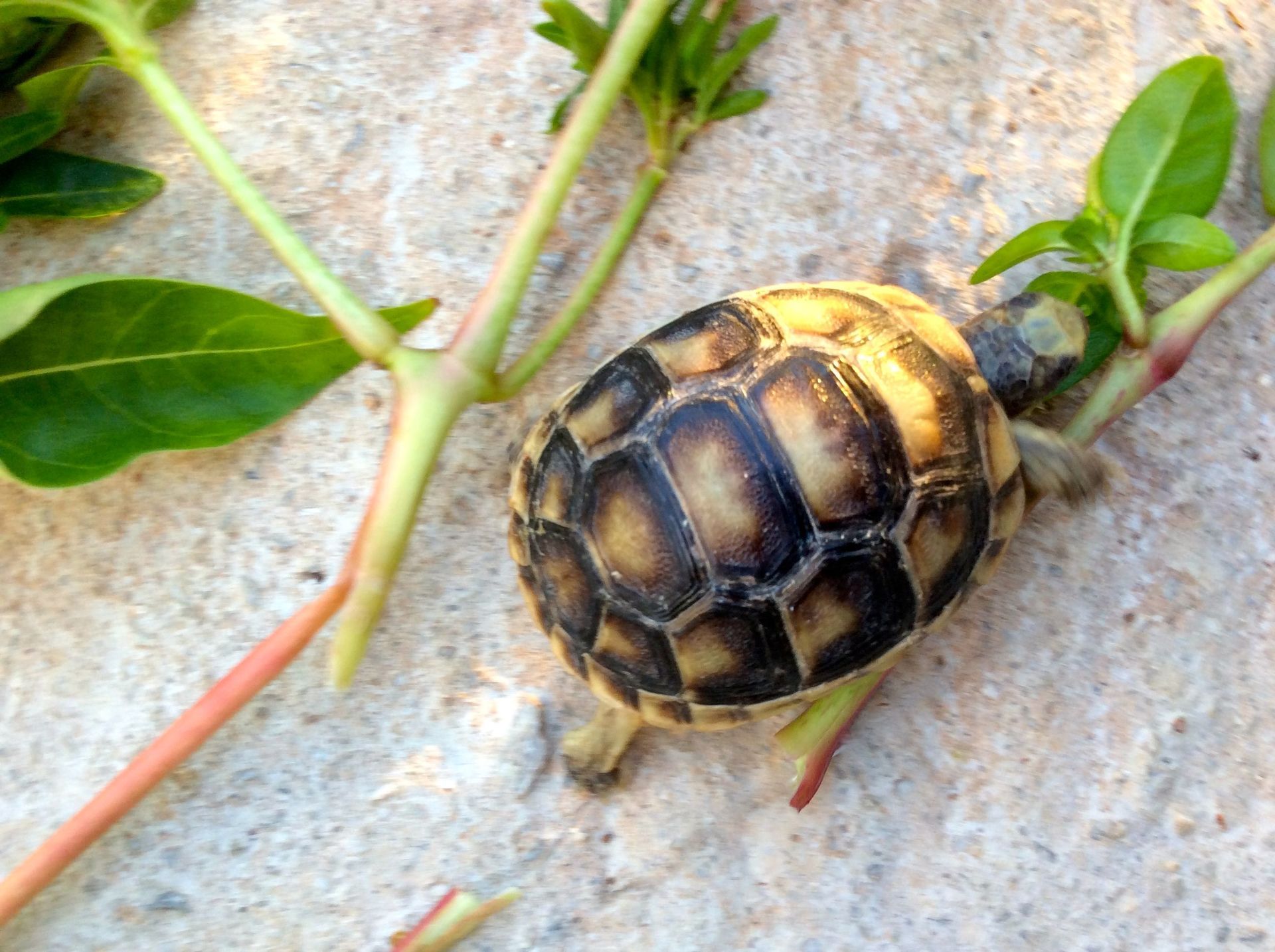 Baby tortoise on Hydra Island Greece