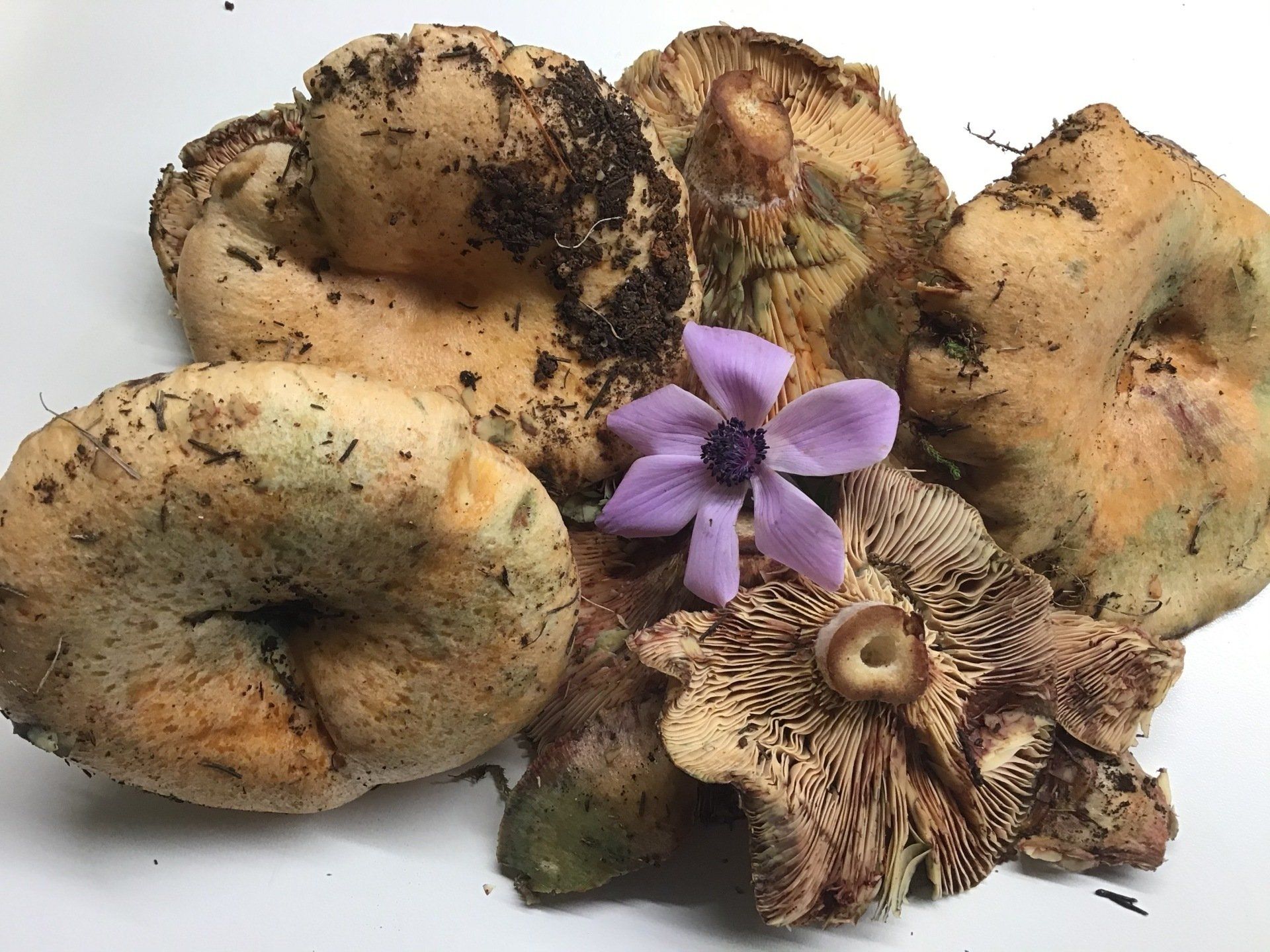 Edible mushrooms foraged on Hydra Island Greece.
