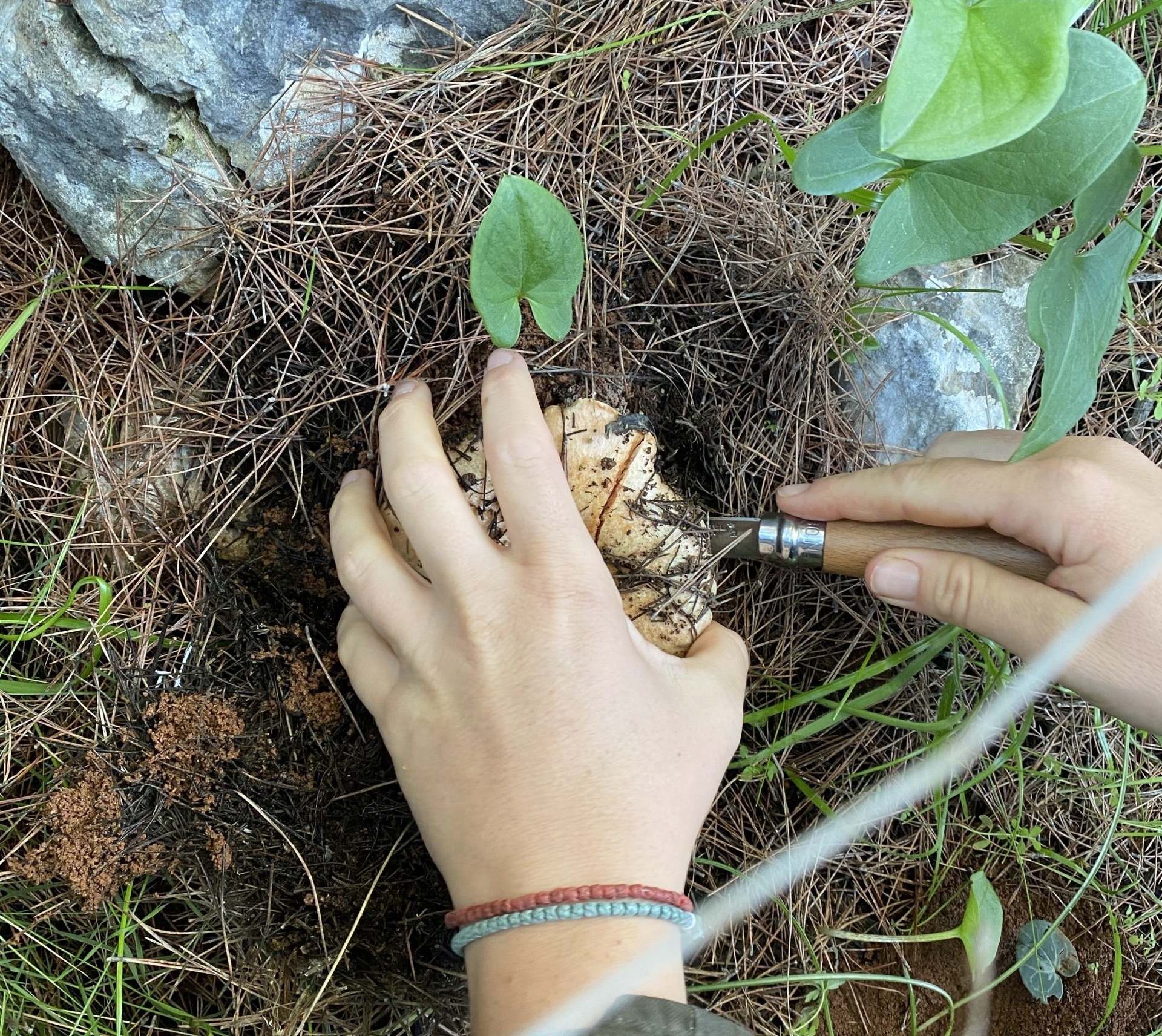 Cut, don't pull Cutting mushrooms on Hydra Island Greece.