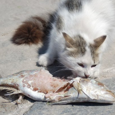 Animal welfare on Hydra Island Greece.
