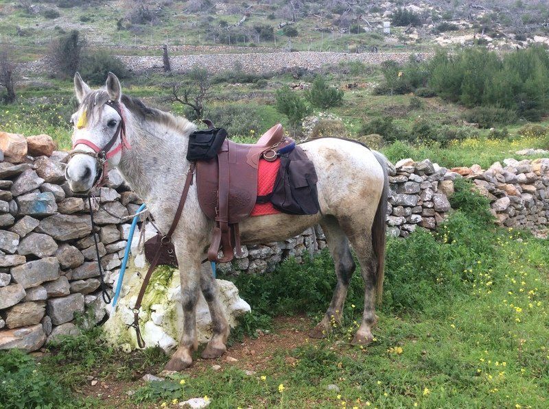 Working equines on Hydra Island Greece