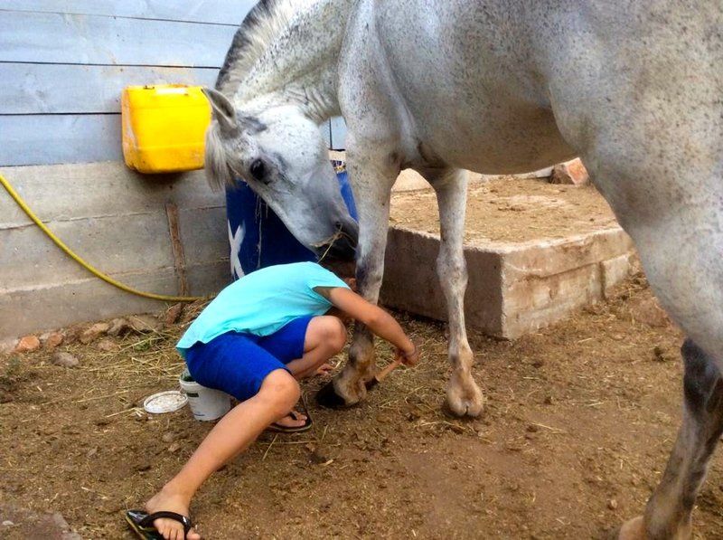 Horse treks on Hydra Island Greece with Harriet Jarman of Harrie's Hydra Horses