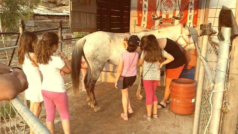 Horse treks on Hydra Island Greece with Harriet Jarman of Harrie's Hydra Horses