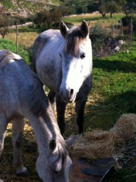 Horse treks on Hydra Island Greece with Harriet Jarman of Harrie's Hydra Horses