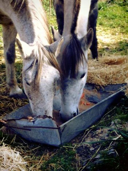 Horse treks on Hydra Island Greece with Harriet Jarman of Harrie's Hydra Horses