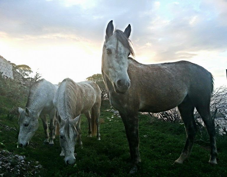 Horse treks on Hydra Island Greece with Harriet Jarman of Harrie's Hydra Horses