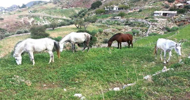 Horse treks on Hydra Island Greece with Harriet Jarman of Harrie's Hydra Horses