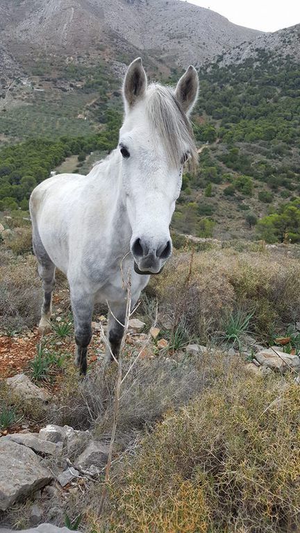 Horse treks on Hydra Island Greece with Harriet Jarman of Harrie's Hydra Horses