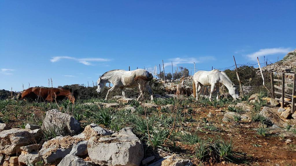 Horse treks on Hydra Island Greece with Harriet Jarman of Harrie's Hydra Horses