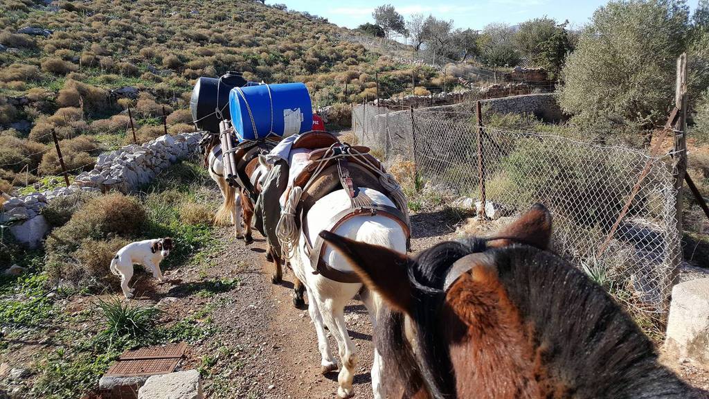 Horse treks on Hydra Island Greece with Harriet Jarman of Harrie's Hydra Horses