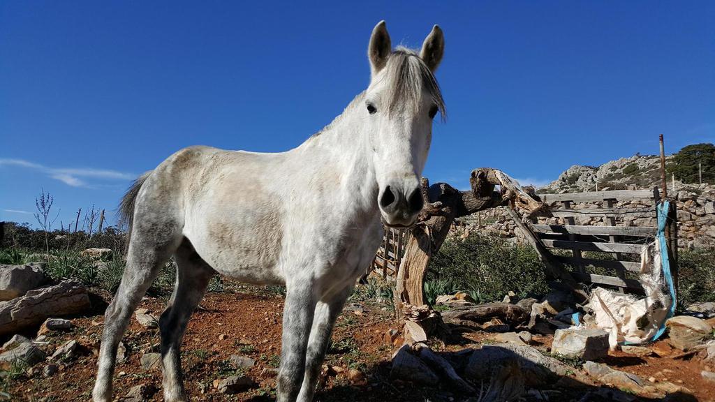 Horse treks on Hydra Island Greece with Harriet Jarman of Harrie's Hydra Horses