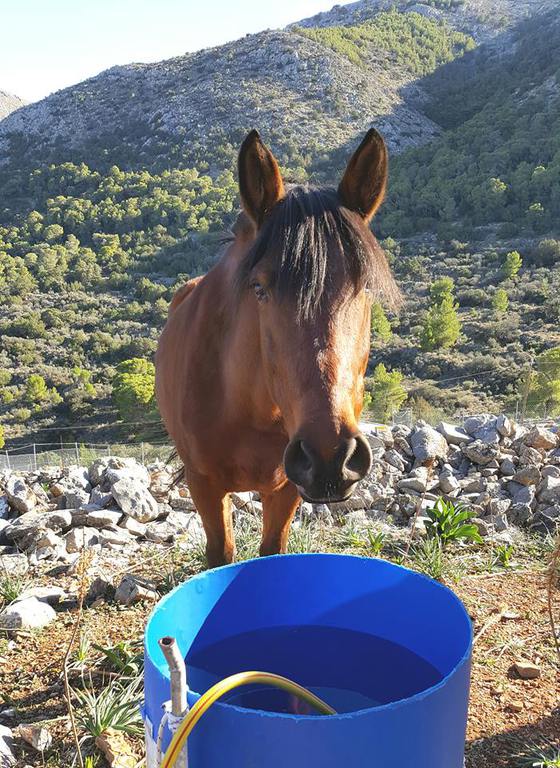 Horse treks on Hydra Island Greece with Harriet Jarman of Harrie's Hydra Horses