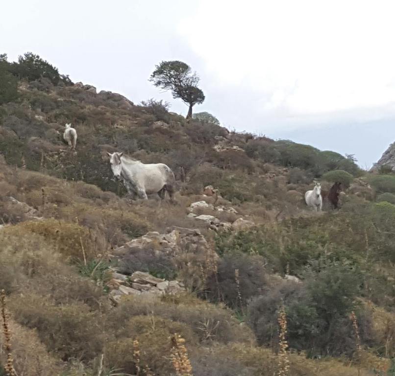 Horse treks on Hydra Island Greece with Harriet Jarman of Harrie's Hydra Horses