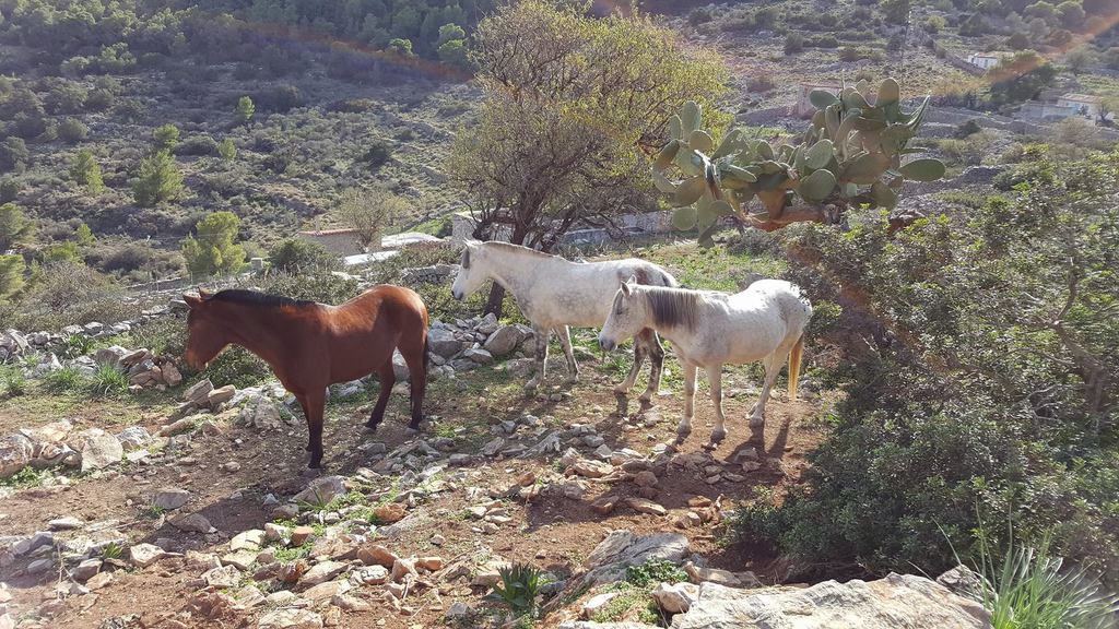 Horse treks on Hydra Island Greece with Harriet Jarman of Harrie's Hydra Horses