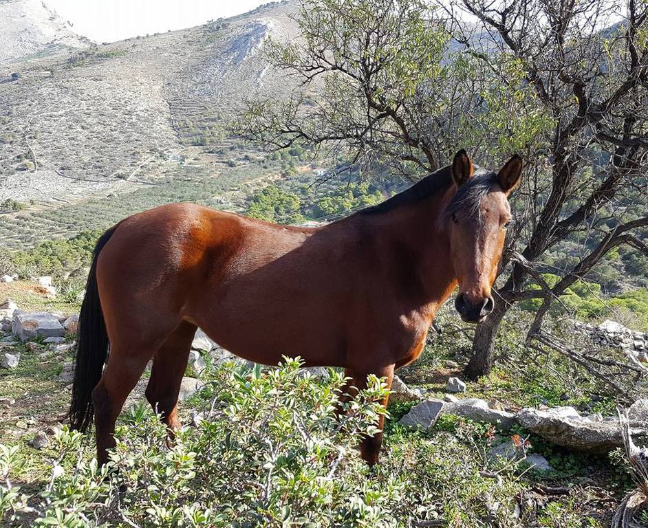 Horse treks on Hydra Island Greece with Harriet Jarman of Harrie's Hydra Horses