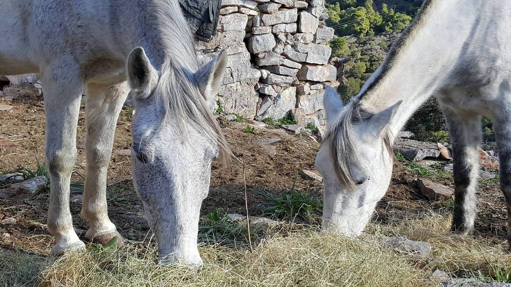 Horse treks on Hydra Island Greece with Harriet Jarman of Harrie's Hydra Horses
