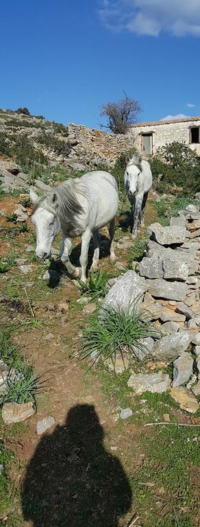 Horse treks on Hydra Island Greece with Harriet Jarman of Harrie's Hydra Horses