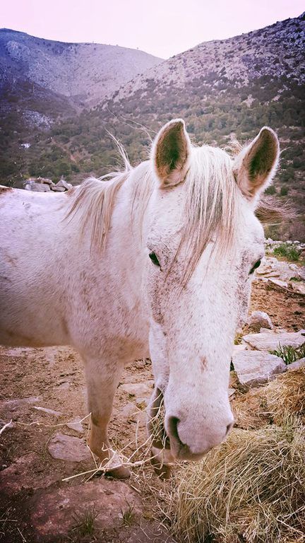 Horse treks on Hydra Island Greece with Harriet Jarman of Harrie's Hydra Horses