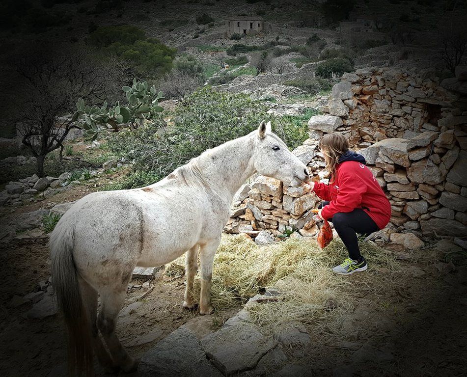 Horse treks on Hydra Island Greece with Harriet Jarman of Harrie's Hydra Horses