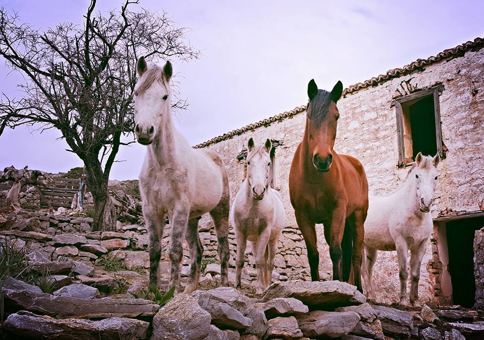 Horse treks on Hydra Island Greece with Harriet Jarman of Harrie's Hydra Horses