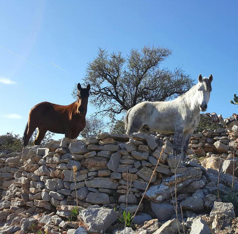 Horse treks on Hydra Island Greece with Harriet Jarman of Harrie's Hydra Horses