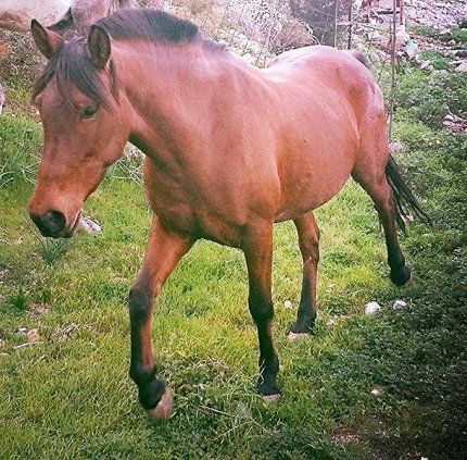 Chloe - Horse treks on Hydra Island Greece with Harriet Jarman of Harrie's Hydra Horses